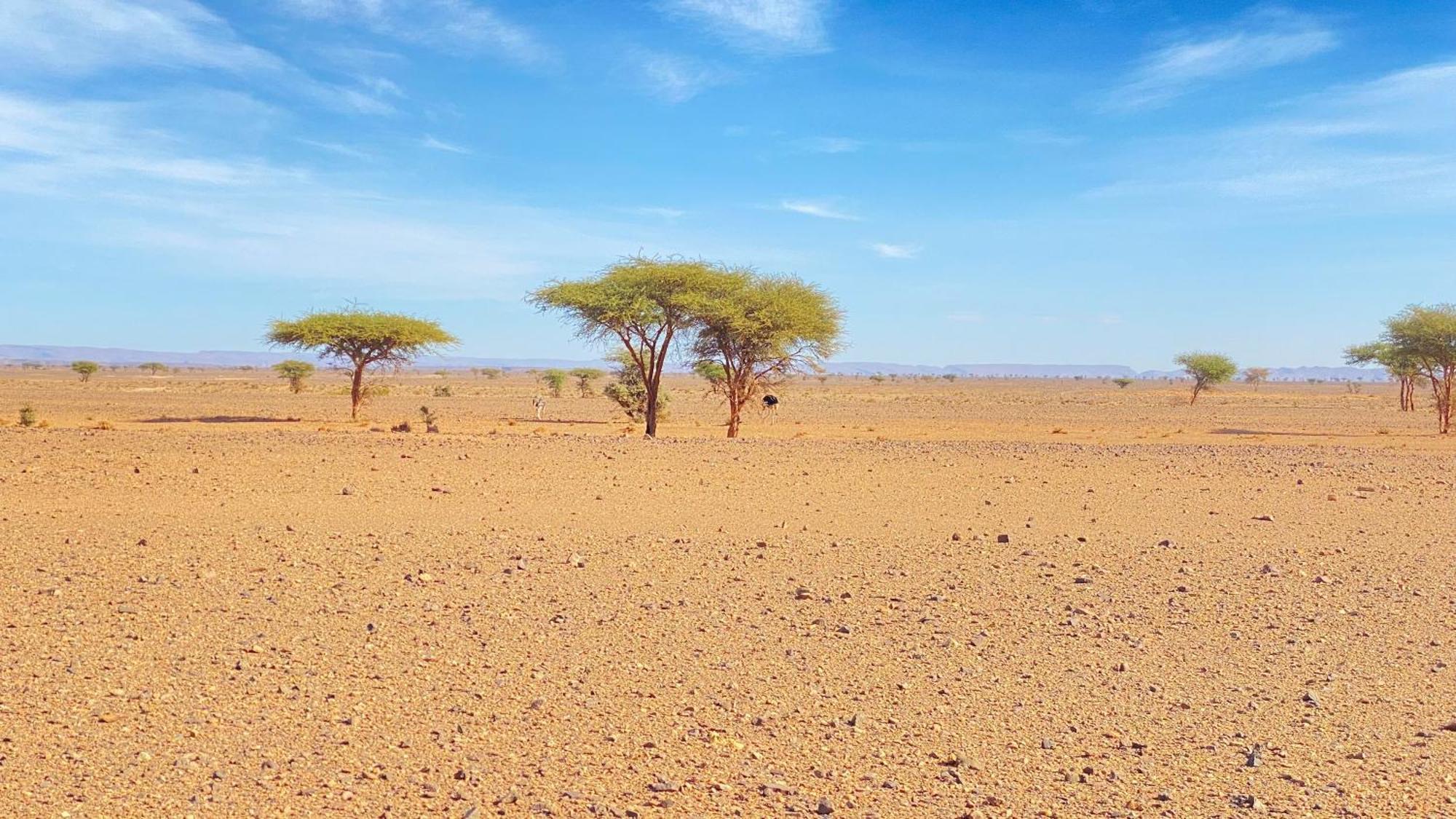 Atta Desert Camp El Gouera Εξωτερικό φωτογραφία